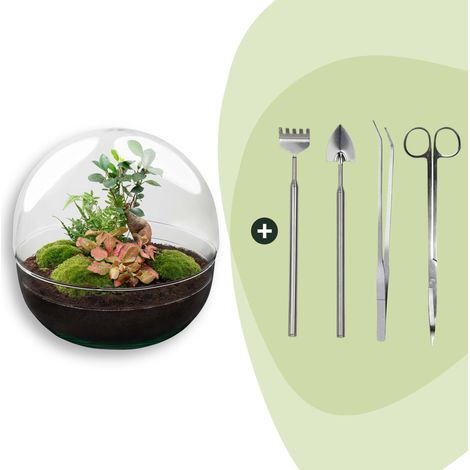 Kit Terrarium Plante DIY Ficus Ginseng et Fittonia - Globe en Verre Ø 30 cm avec Outils - PANGIVO (1/3)