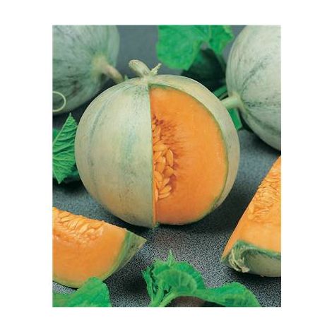 MELON CHARENTAIS - 2.5 G
