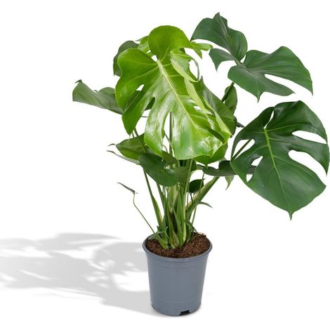 Monstera Deliciosa Plante d’Intérieur Feuillage Découpé Pot Ø21 cm Hauteur 65 cm - PANGIVO (1/5)
