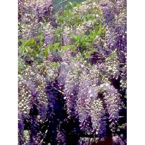 Glycine de Chine Pot de 2L/3L, Plant greffé de + de 18 mois