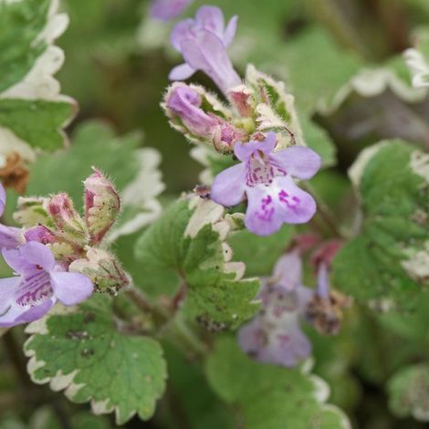 4 x Glechoma hederacea 'Variegata' - godet 9x9 cm