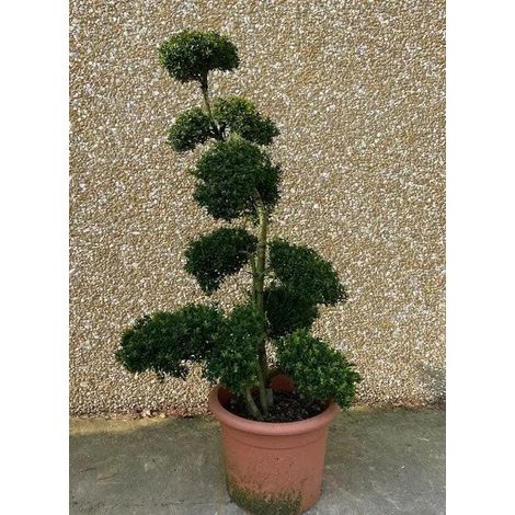 Gardenaria Agrifoglio - Ilex crenata 'Kinme' - Arbusto ornamentale da giardino - Altezza: 30/35 cm (vaso19)