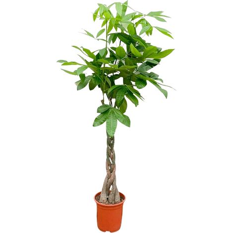 Pachira Aquatica Arbre à Monnaie Plante d'Intérieur Tronc Tressé Vert 110 cm Pot ø21 cm - PANGIVO