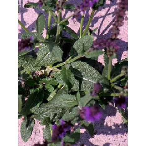 Sauge nemorosa 'Mainacht' Godet de 8/9 cm (1/4)