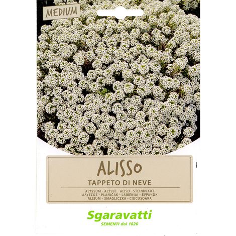 SEMI PER PRATO UNIVERSALE alisso bianco - tappeto di neve Q.TA 20 alisso bianco - tappeto di neve
