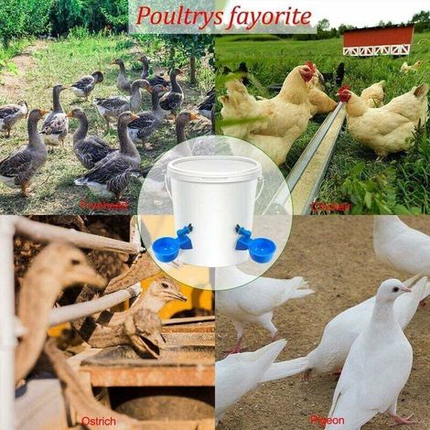 12 Pièces Abreuvoir Poules, Abreuvoir Automatique, avec Perforation Outils, Convient aux Poulets, Canards et Autres Volailles de Basse-Cour Abreuvoir Poules Abreuvoir Automatique Pour Poulet--TRIMEC