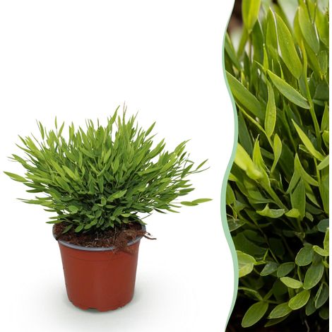 Plante d'intérieur Pogonatherum Monica Bambou Nain Non Toxique Animaux Vert Pot Ø 12 cm H 20 cm - PANGIVO (1/5)