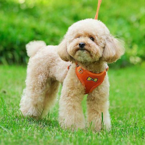 Harnais ajustable pour animaux de compagnie, laisse et vêtements respirants pour chiens pour les promenades en extérieur - Taille M - Vert (1/4)