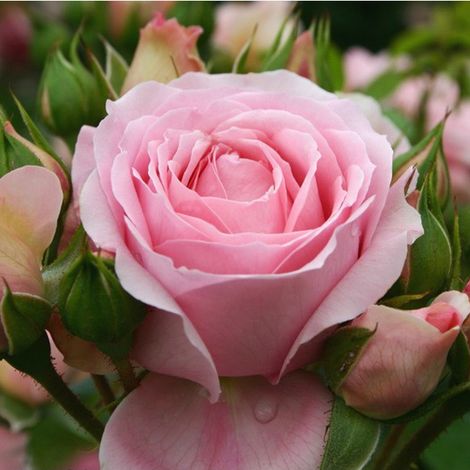 2 x Rosa  - Kordes Rose des fées - Rosa 'Rosenfee'®