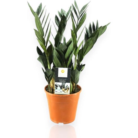 Gardenaria Zamioculcas zamiifolia 'Raven' - Pianta da interno ornamentale - Altezza: 55 cm (vaso 17) (1/4)