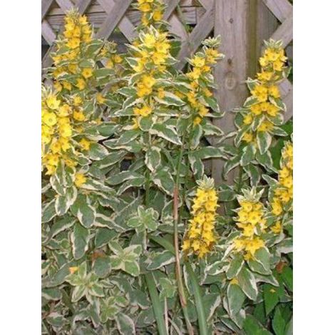 Lysimaque ponctuée 'Alexander' Godet de 8/9 cm (1/4)