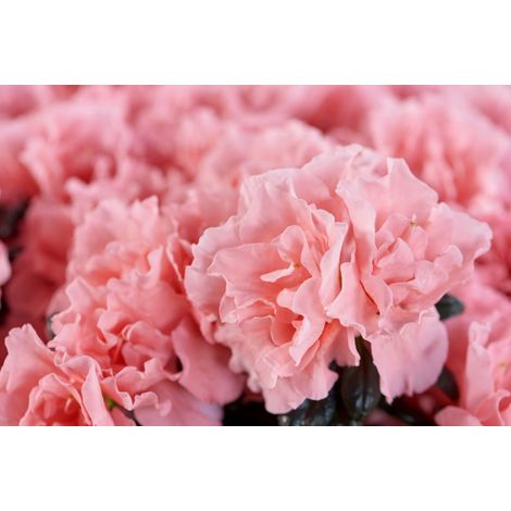 1 PIANTA DI AZALEA INDICA HORTINNO COLORE ASSORTITO VASO 13CM
