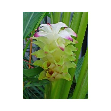 Curcuma Pot de 2L/3L (1/2)
