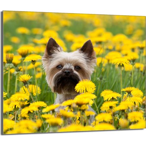 Protector de cristal para estufa 60x52 Perro (1/5)