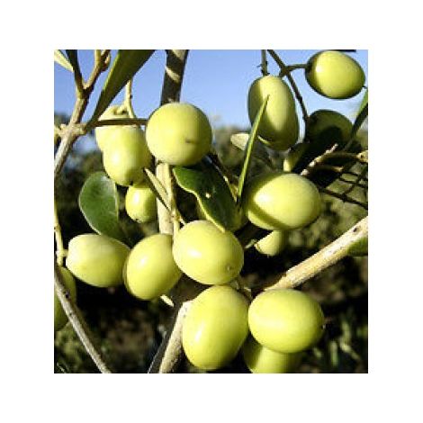 Planta de Olivo. Variedad Arbosana. Altura 80 - 90 Cm