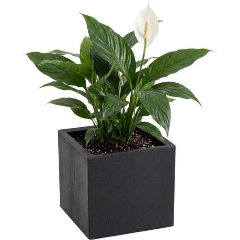 Vaso da fiori Betonique su ruote, riciclato, nero, 30x30xh30 cm (1/5)
