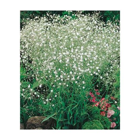 Gypsophile blanc plante vivace – Lot de 3 godets – Feuillage bleuté – Période de semis : printemps – Couleur de fleur : blanche – Fabre Graines