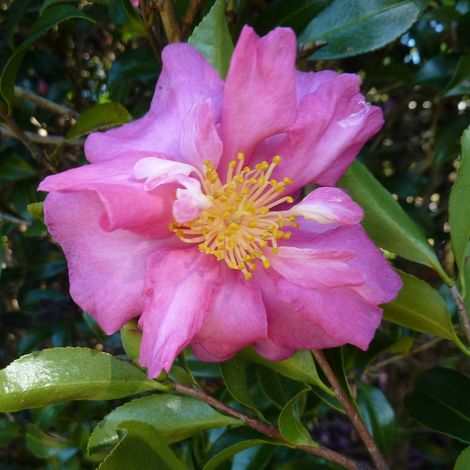 CAMELIA SASANQUA CHERYLIN IN VASO 17CM