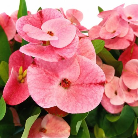 Euphorbia Charlotte in Vaso da 15cm