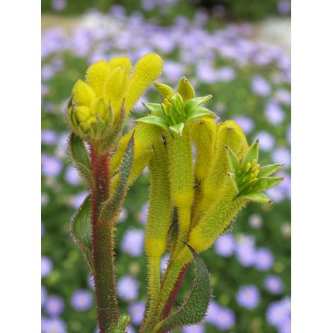 Patte de Kangourou 'Bush Bonanza' Pot de 2L/3L (1/2)