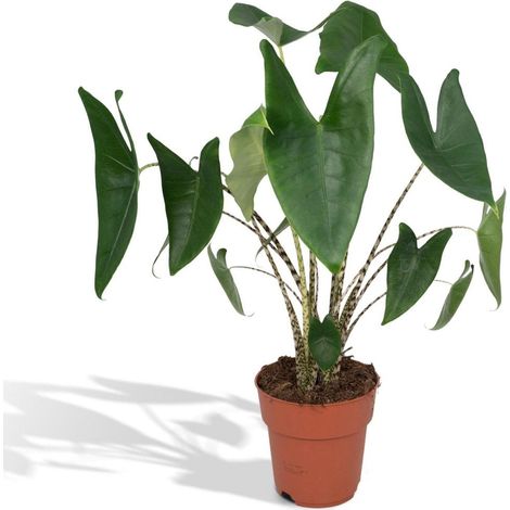 Alocasia Zebrina Plante d’Intérieur Feuillage Rayé Vert Blanc Pot 19 cm Hauteur 75 cm - PANGIVO (1/5)