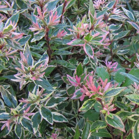 Abelia Sparkling Silver, Abélia panachée/Pot de 7,5L - 40/60 cm (1/4)