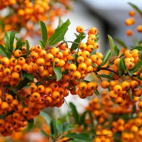 Piracanta "Pyracantha Coccinea" Agazzino pianta da siepe sempreverde in vaso 2 litri h.100/150 cm - Pyracantha Arancione (1/4)