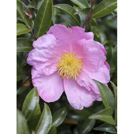 Camélia d'automne 'Plantation Pink' Pot de 4L/5L (1/2)