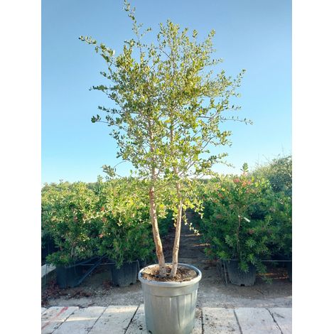 QUERCUS SUBER CESP.45 DUE TRONCHI
