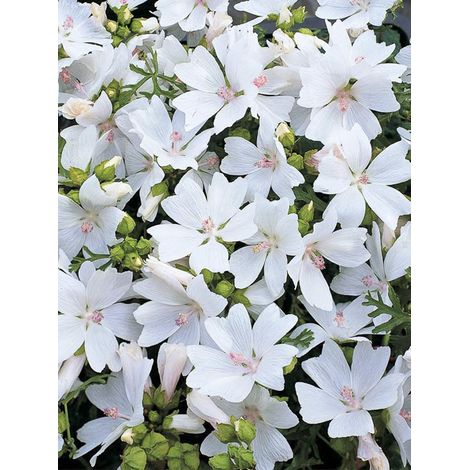 Mauve musquée 'Snow White' le sachet de 40 graines (0,1g) (1/2)
