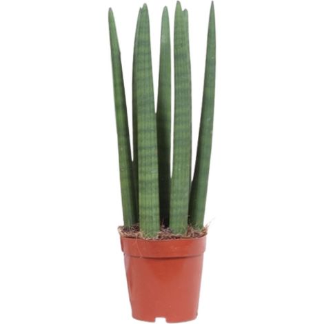 Sansevieria Straight - Plante d'Intérieur Langue de Belle-mère - Vert - Ø 12 cm - H 40 cm - PANGIVO (1/4)