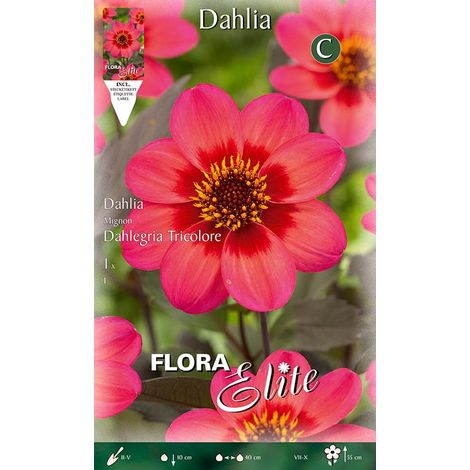 DAHLIA COLLAR DAHLEGRIA TRICOLORE (CONFEZIONE DA 1 BULBO)