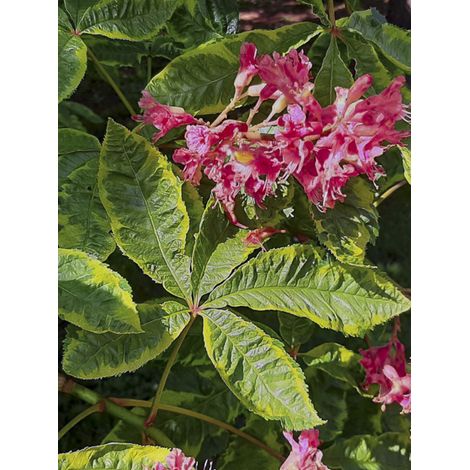 Marronnier à fleurs rouges 'Marginata' Pot de 7,5L/10L, Tige (1/2)