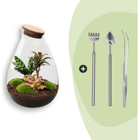Kit Terrarium Plantes DIY Écosystème Autonome avec 3 Plantes et Outils Ø 29 x 37 cm - PANGIVO (1/2)