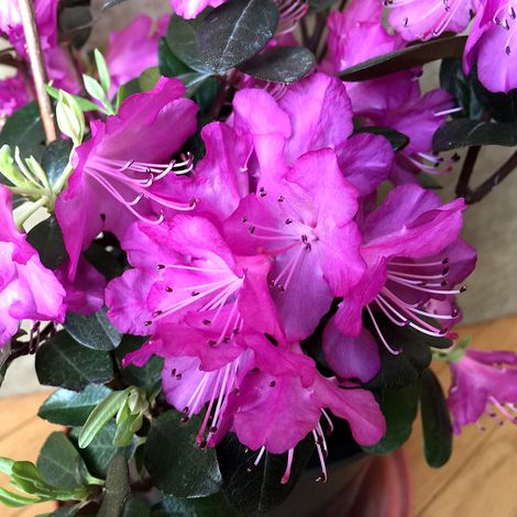 Rhododendron 'Praecox' - 30-40 cm pot (1/4)