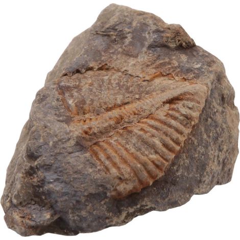 1 fossile naturel de queue de trilobite - Spécimens pédagogiques - Fossiles anciens