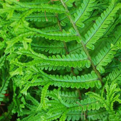4 x Fausse fougère mâle - Dryopteris affinis  - godet 9x9 cm