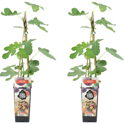 Bloomique - 2x Ficus Carica 'Brown Turkey' - Figuier - Arbres fruitiers - Plantes de jardin - Résistant à l'hiver - ⌀14 cm - Hauteur 60-70cm