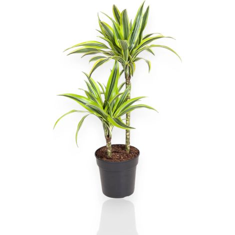 Gardenaria Dracaena fragrans 'Lemon Lime' - Pianta da interno ornamentale - Altezza: 130/140 cm (vaso 22) (1/5)