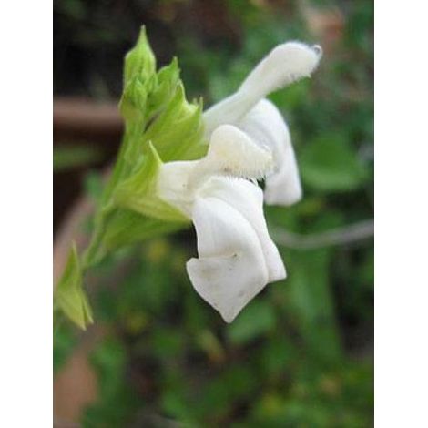 Sauge 'Alba' Godet de 8/9 cm