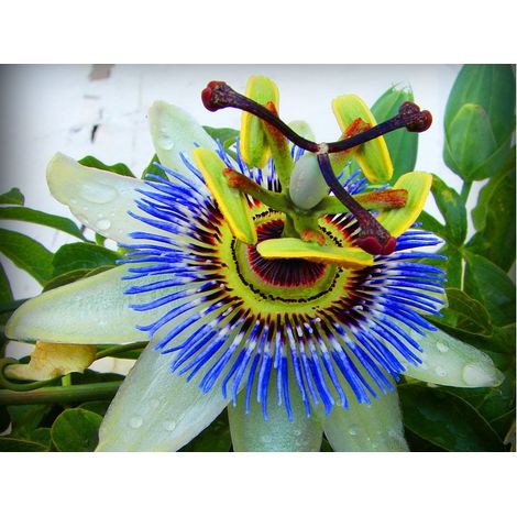 PASSIFLORA CAERULEA IN VASO 15CM