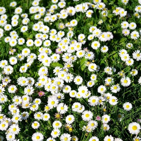 Graines de Fleurs Blanches 4000 – Jardin et Terrasse, Floraison Abondante, Semis Facile et Décoratif (1/5)