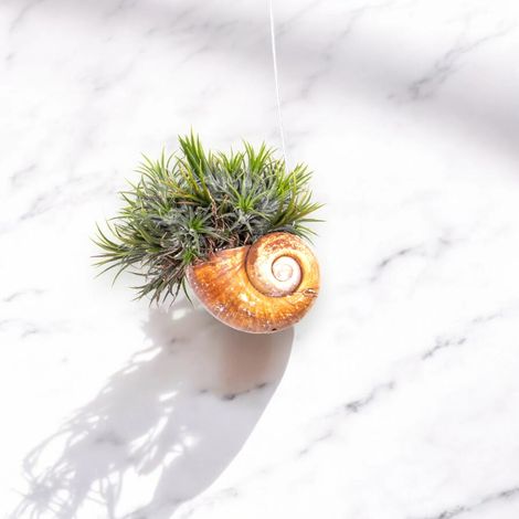 Gardenaria Tillandsia 'Shelly' - Pianta da interno ornamentale - Altezza: 30 cm (vaso 10) (1/5)
