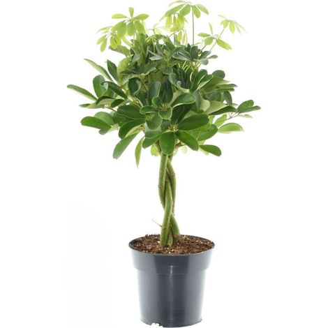 Schefflera Compacta Nora Plante Verte d'Intérieur Décorative Pot Ø 17 cm Hauteur 60 cm - PANGIVO