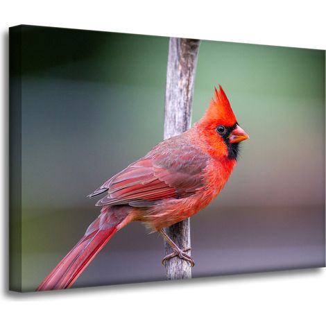 Leinwanddruck Tiere Kardinalvogel 70x50 cm