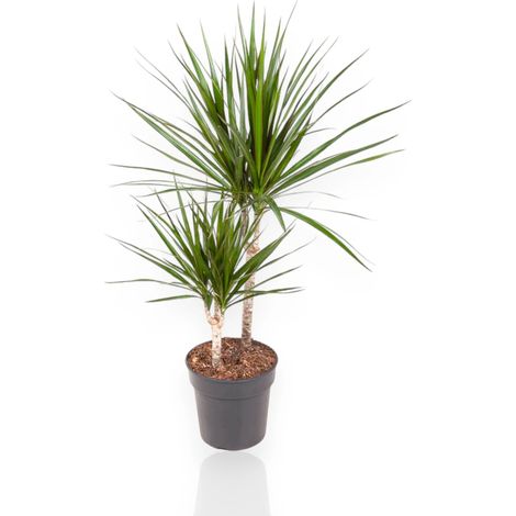 Gardenaria Dracaena fragrans marginata - Pianta da interno ornamentale - Altezza: 130/140 cm (vaso 22) (1/5)