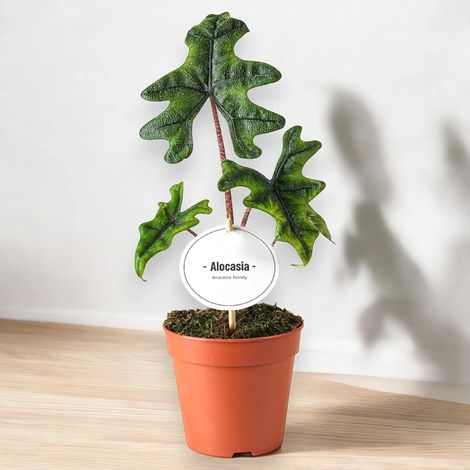 Gardenaria Alocasia 'Jacklin' - Pianta da interno ornamentale - Altezza: 30 cm (vaso 14) (1/5)