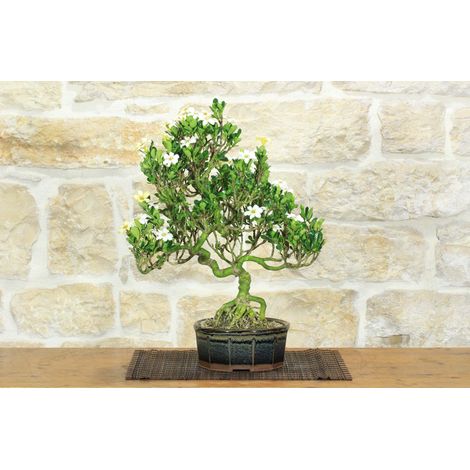 Bonsai di Gardenia (2) (1/5)