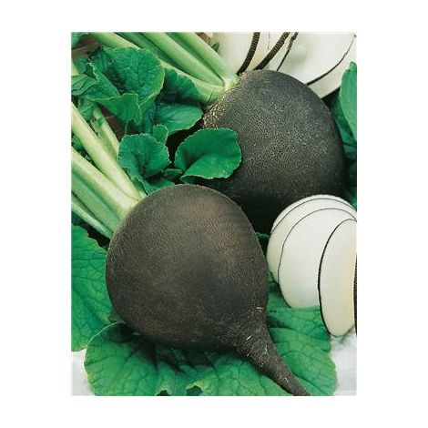 RADIS NOIR GROS ROND D HIVER - 10 G