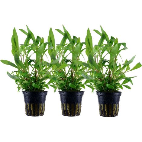 Aquarium Pflanze 3 Stück Hygrophila Siamensis 53B Wasserpflanze Nr.353B Set
